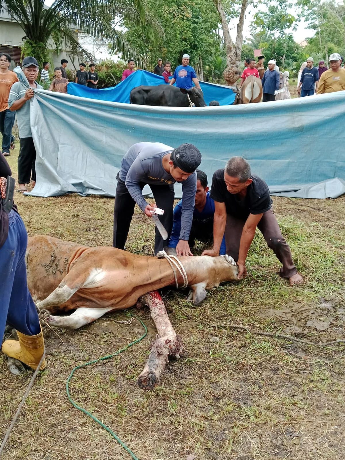 Turun Tangan Langsung, Kades Salo Pastikan Qurban Sesuai Syariat dan Aman