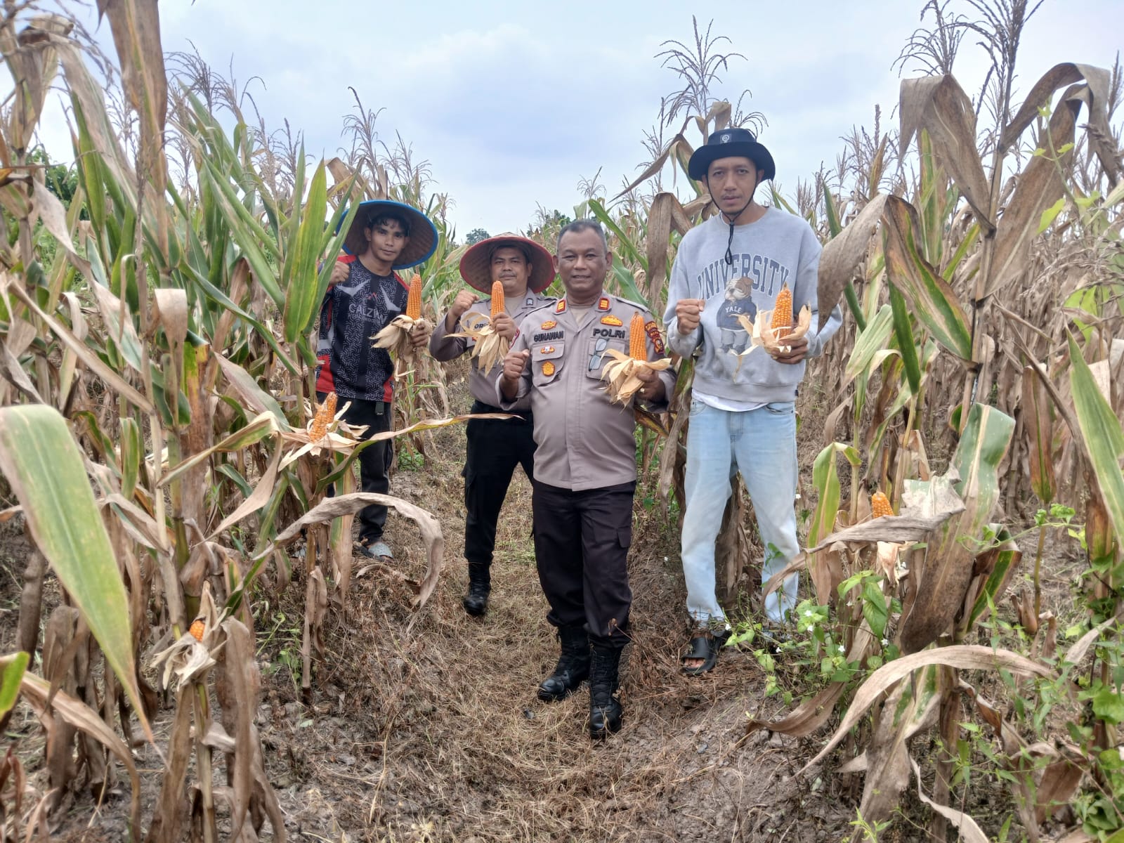 Polisi Turun ke Lahan: Polsek Rangsang Panen Jagung 1,3 Ton Bareng BUMDes Teluk Samak